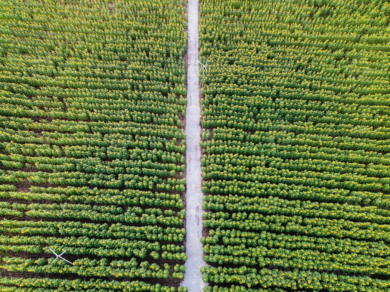 Sunflower blooming in plantation field and pathway through it in countryside photo