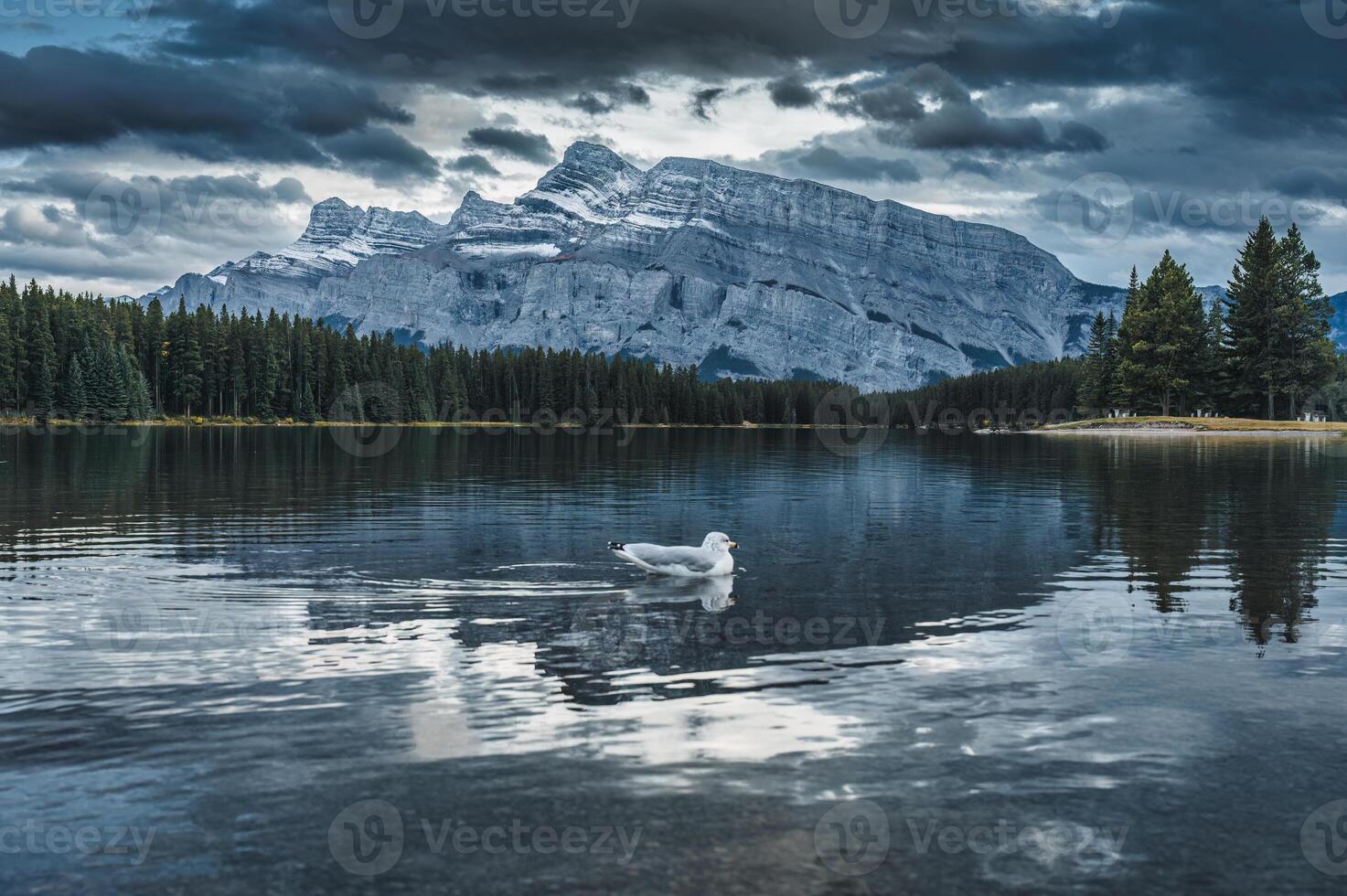 Two Jack Lake with moody sky and bird floating in Banff national park photo