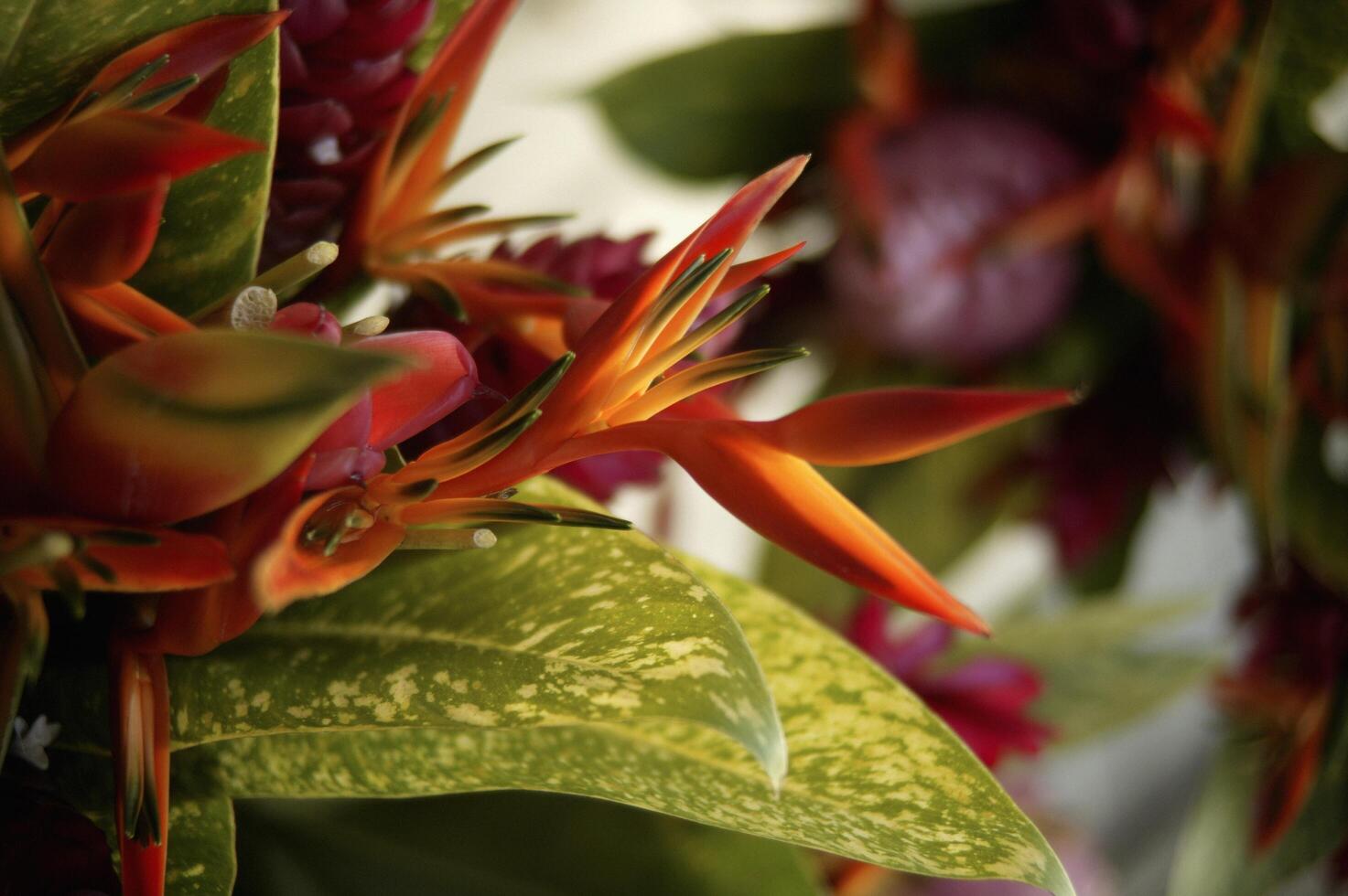 A close up of a bunch of flowers photo