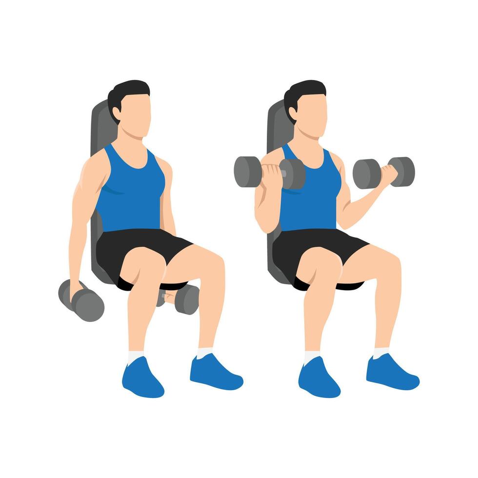 Man doing seated both arms dumbbell bicep curls exercise. vector