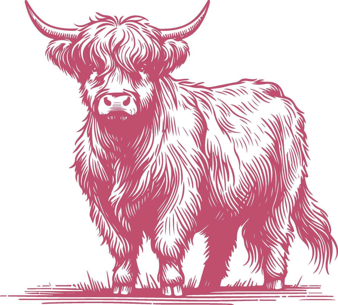 Highland Cow Artwork with Vintage Rustic Details vector