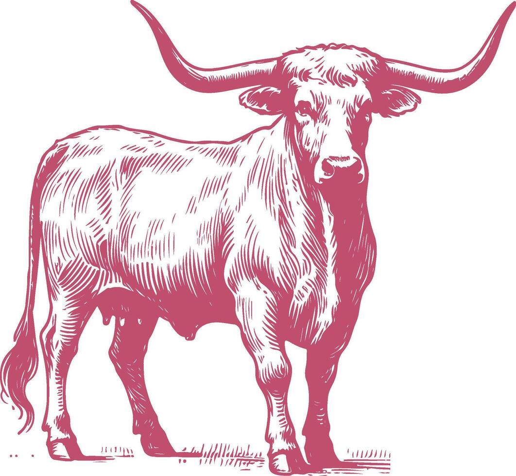 Hand Drawn Illustration of a Texas Longhorn with Textured Fur in Pink Monochrome Style vector