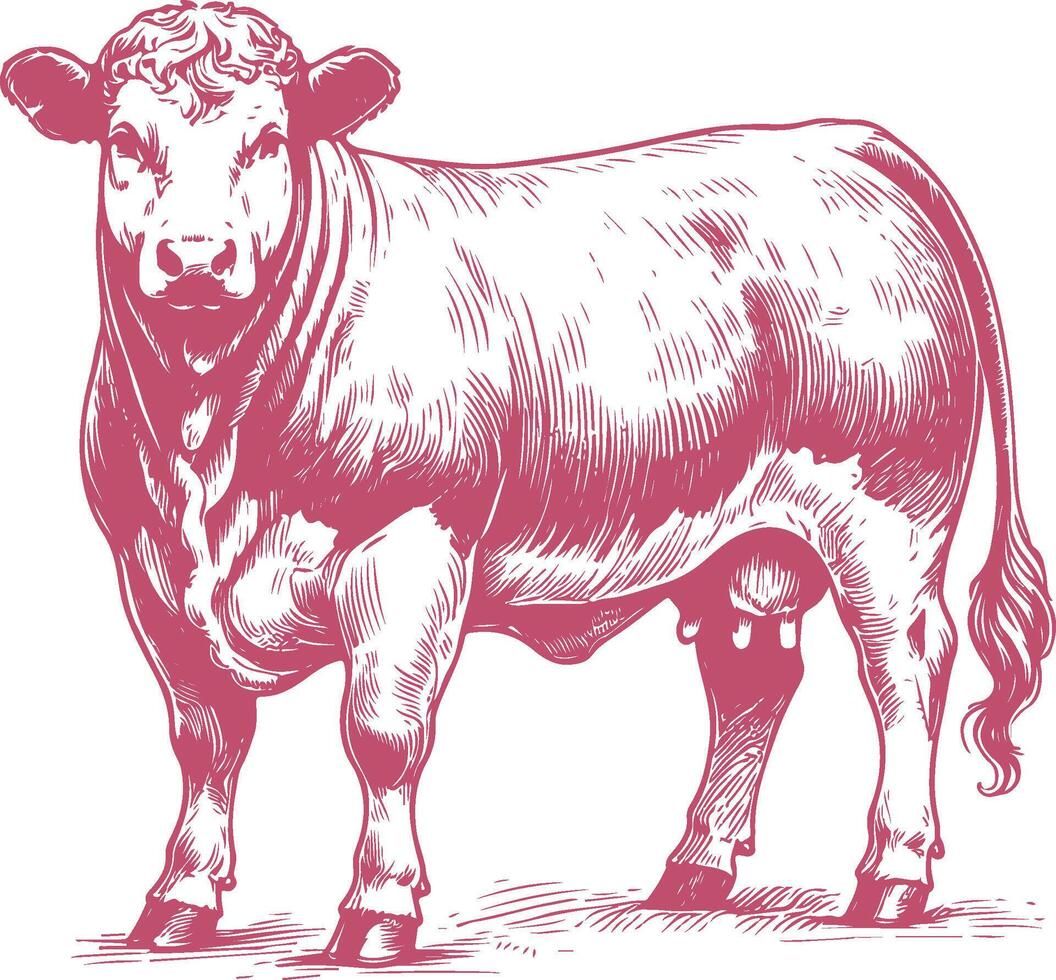 High Quality Shorthorn Cow Illustration for Commercial Use vector
