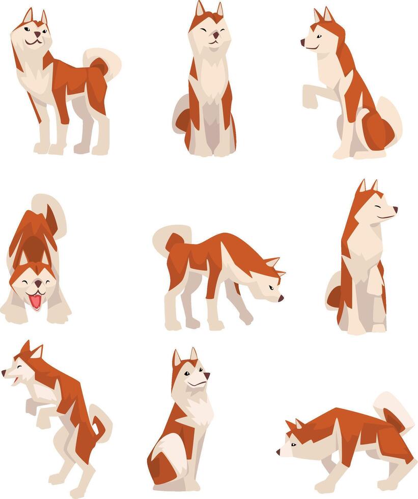 Shiba Inu Dog in Various Poses Set, Cute Japan Brown Beige Fluffy Pet Animal Illustration vector