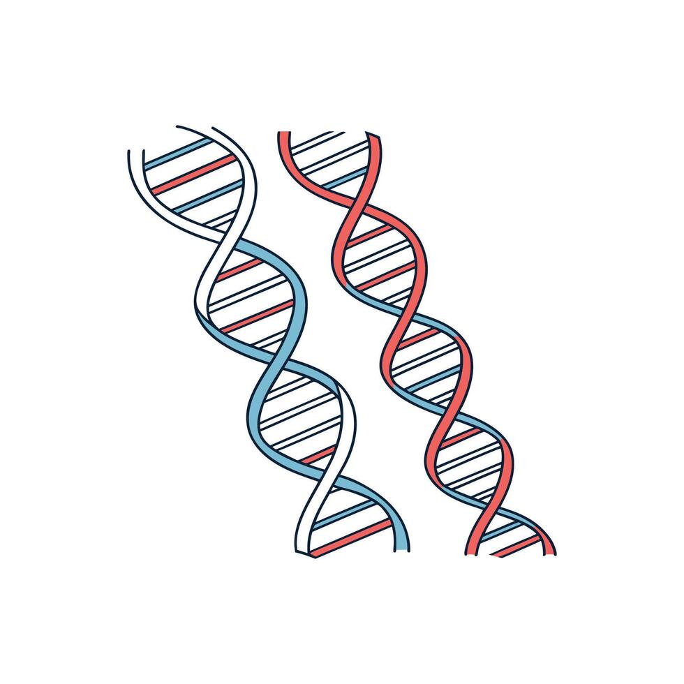 Two dna strands are shown in a white background vector