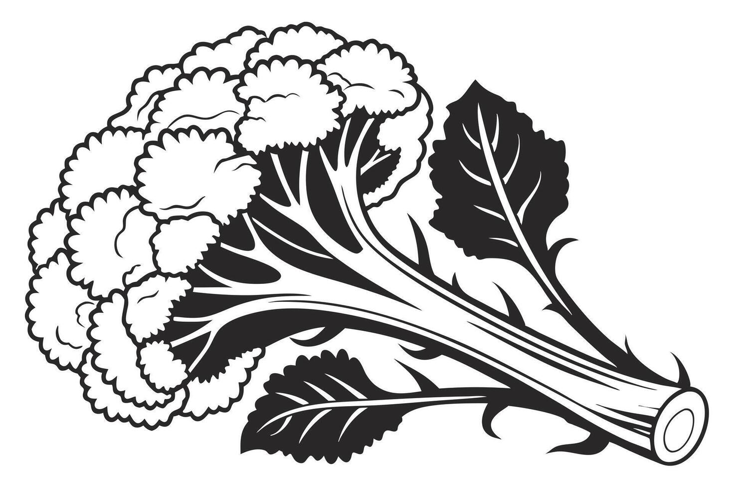 a black silhouette image cauliflower white background vector