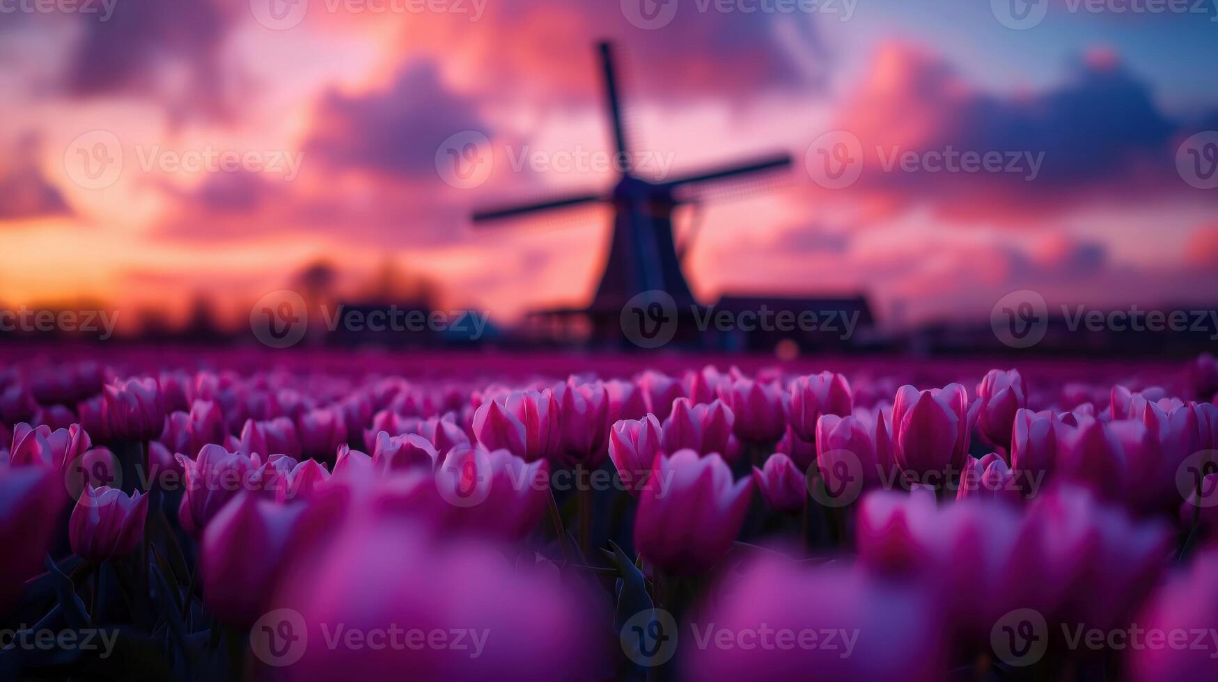 Tulip field at sunset with windmill image. Romantic evening. Picturesque floral meadow photography scene wallpaper. Scenic Holland. Dutch landscape concept photorealistic photo