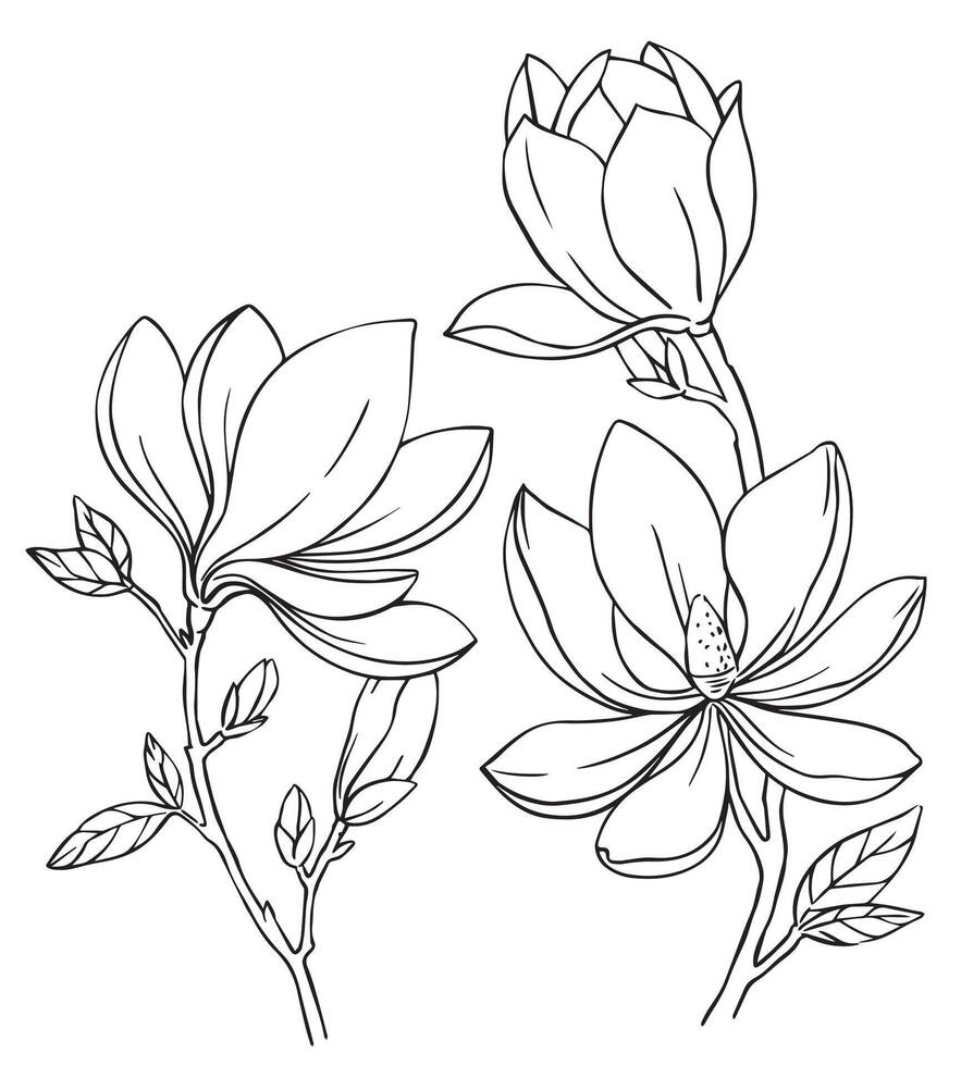 magnolia flower. illustration in sketch style. coloring vector