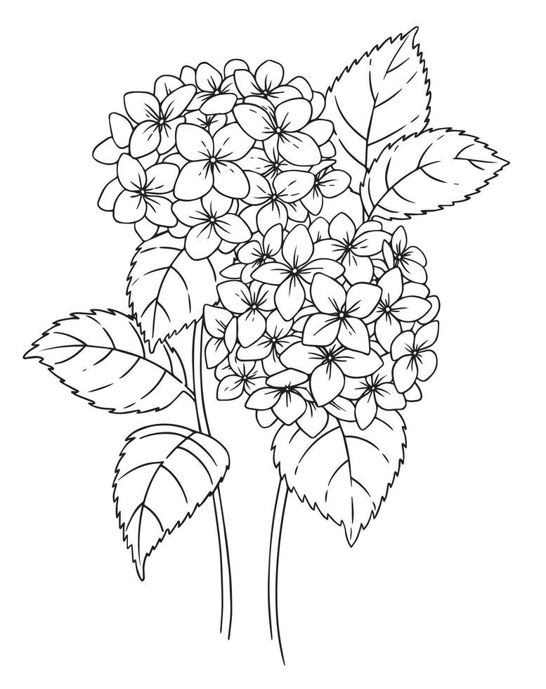 hydrangea flower. illustration in sketch style. coloring book vector