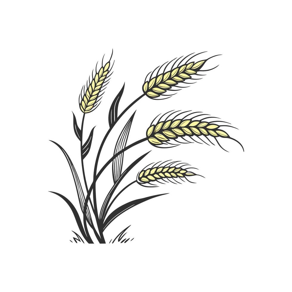 A wheat field with some wheat stalks vector
