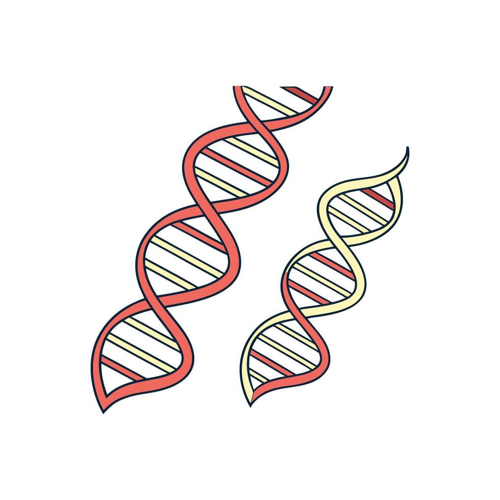 Two dna strands are shown in a line vector