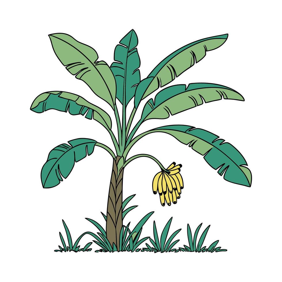 Banana tree with banana fruit illustration vector