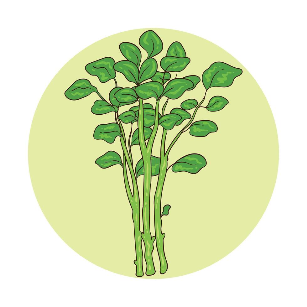 hand drawn watercress illustration vector