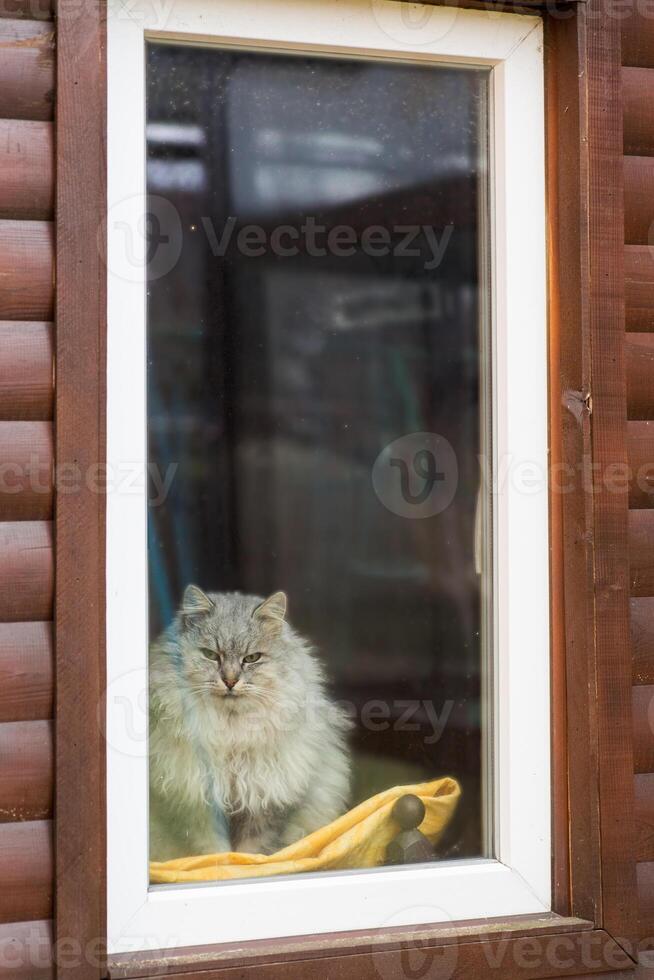 cute purebred Siberian cat sits by the window and looks out onto the street photo