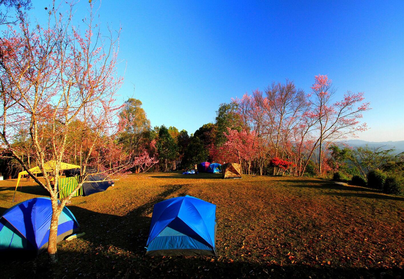 Many people travel and camping and seeing beautiful wild Himalayan Cherry or Thai sakura field in winter at Doi Khun Wang, Chiang Mai, Thailand. Tourist travel, Landmark and Nature concept. photo