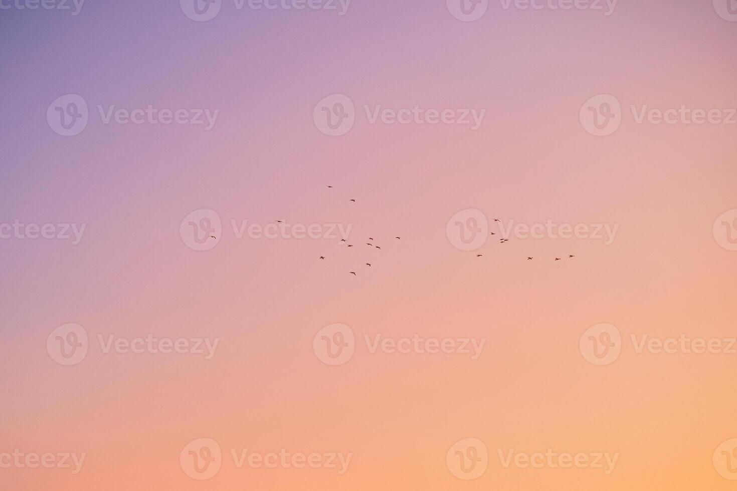 Birds flying against colorful sky photo