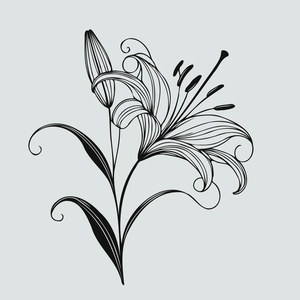 illustration of a lily flower vector