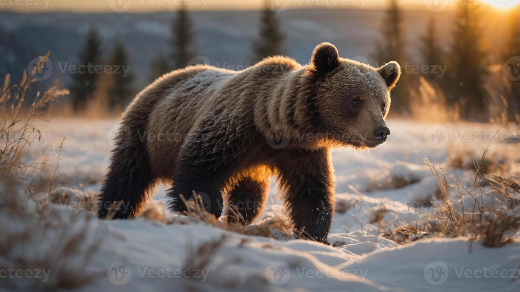 A grizzly bear walks through a snowy landscape during sunset, showcasing wildlife in nature. photo