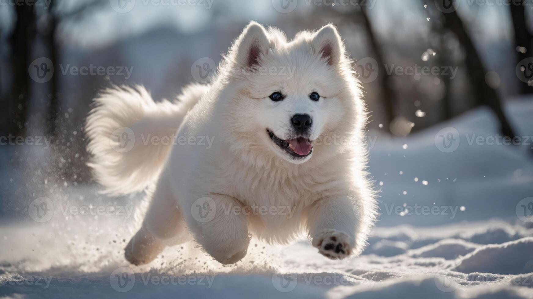 A playful Samoyed dog joyfully running through the snowy landscape. photo