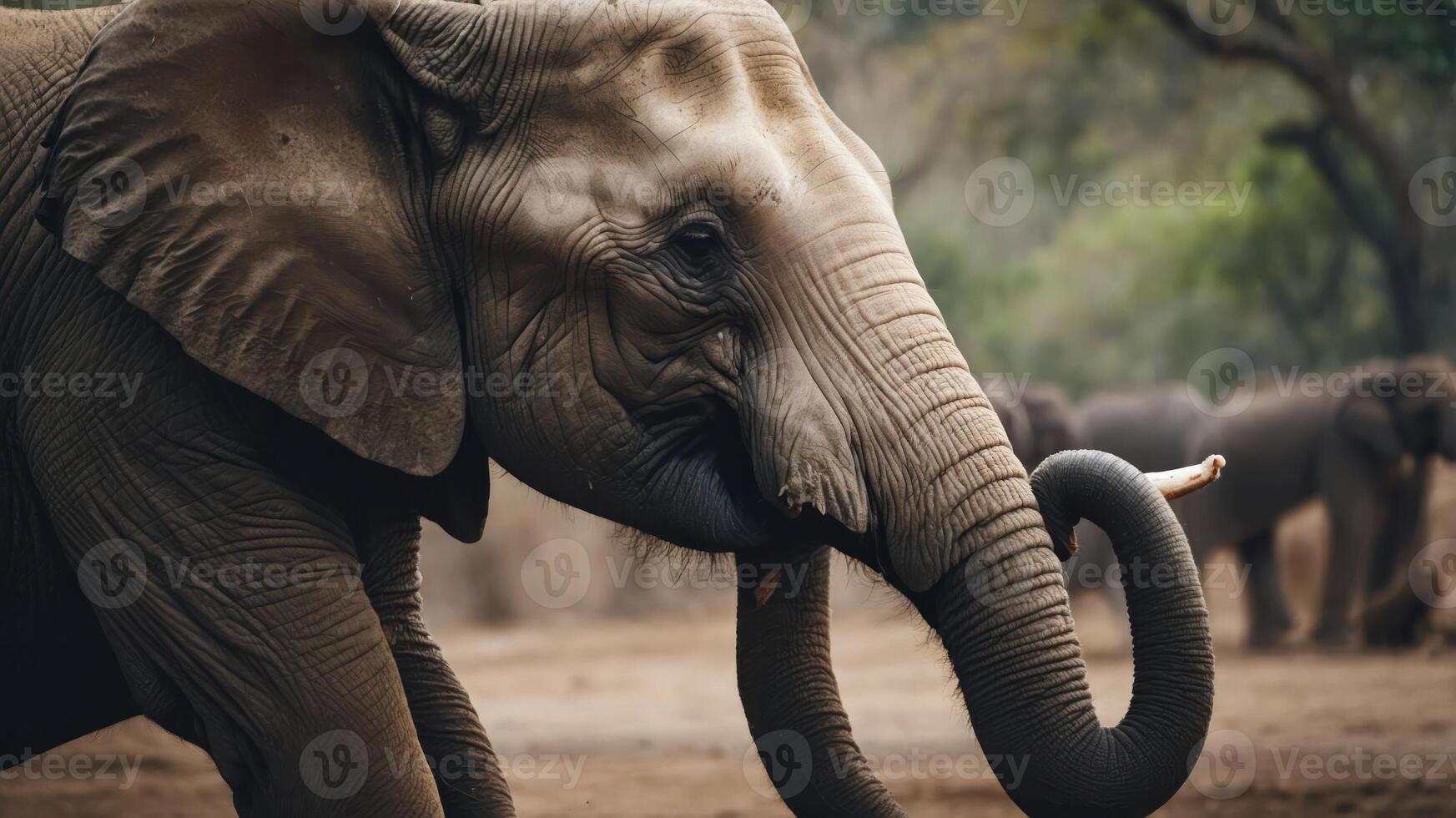 A close-up of an elephant with its trunk curled, showcasing wildlife in a natural setting. photo