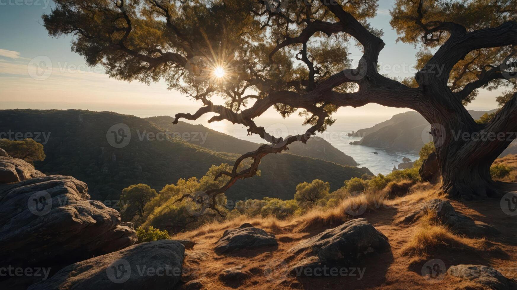 Scenic view of a coastal landscape with a tree and sunlight filtering through. photo