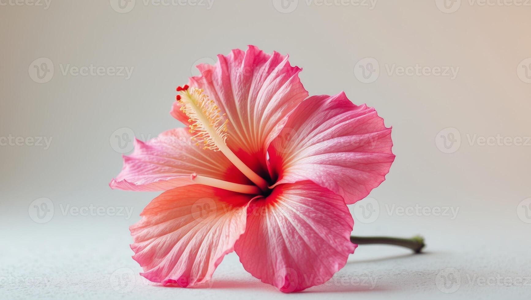 Vibrant Tropical Hibiscus Flowers in Pink and Orange photo