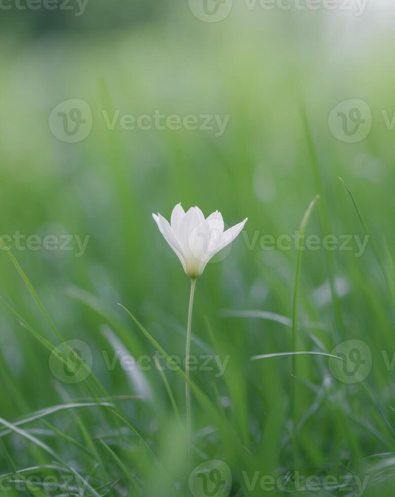 A single white flower is standing in the grass photo