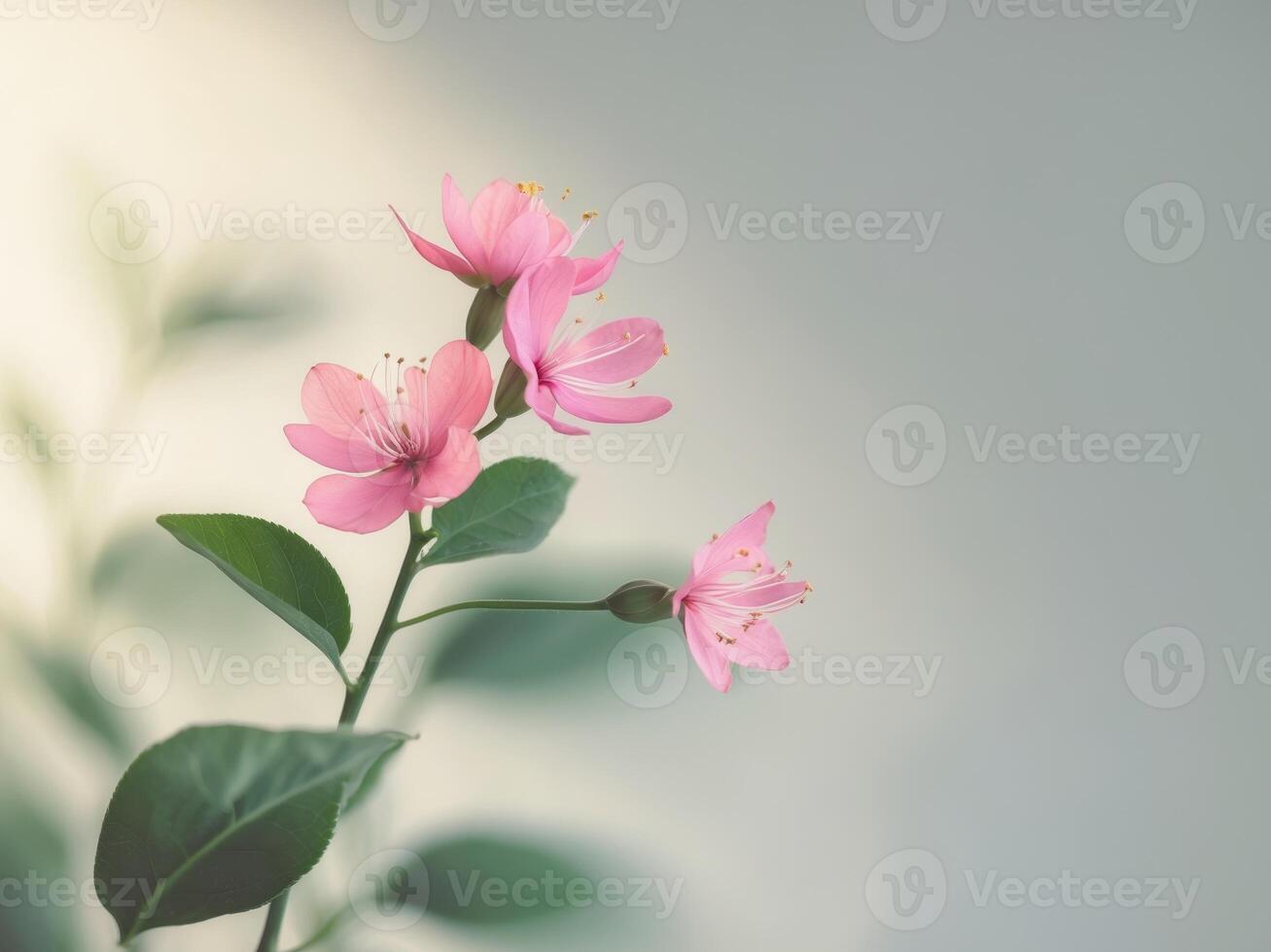 Pink flowers on a green plant against a gray background photo
