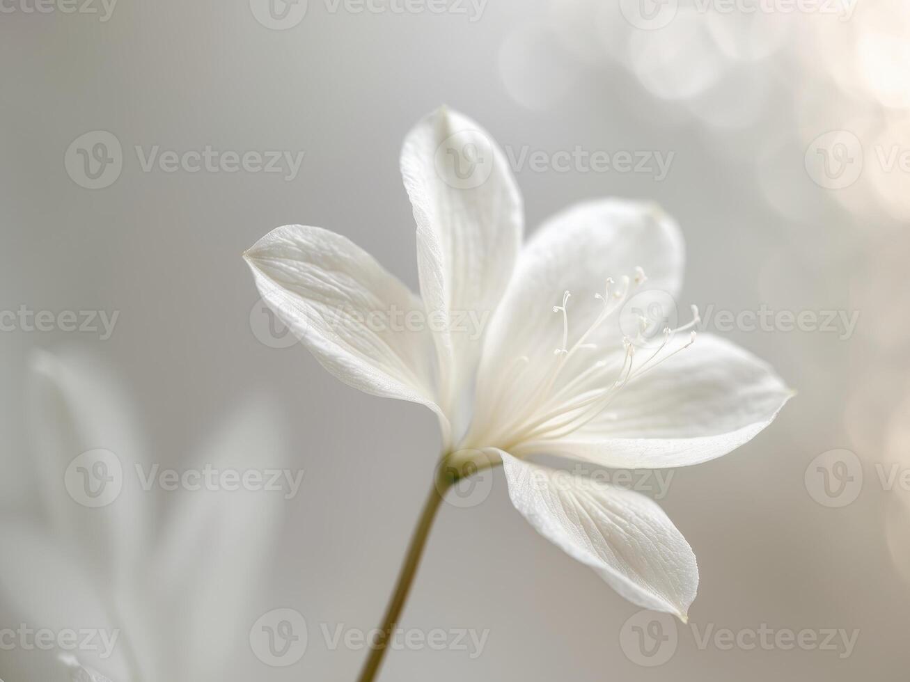 Macro shot of white flower petals creating a soft and dreamy backdrop. photo