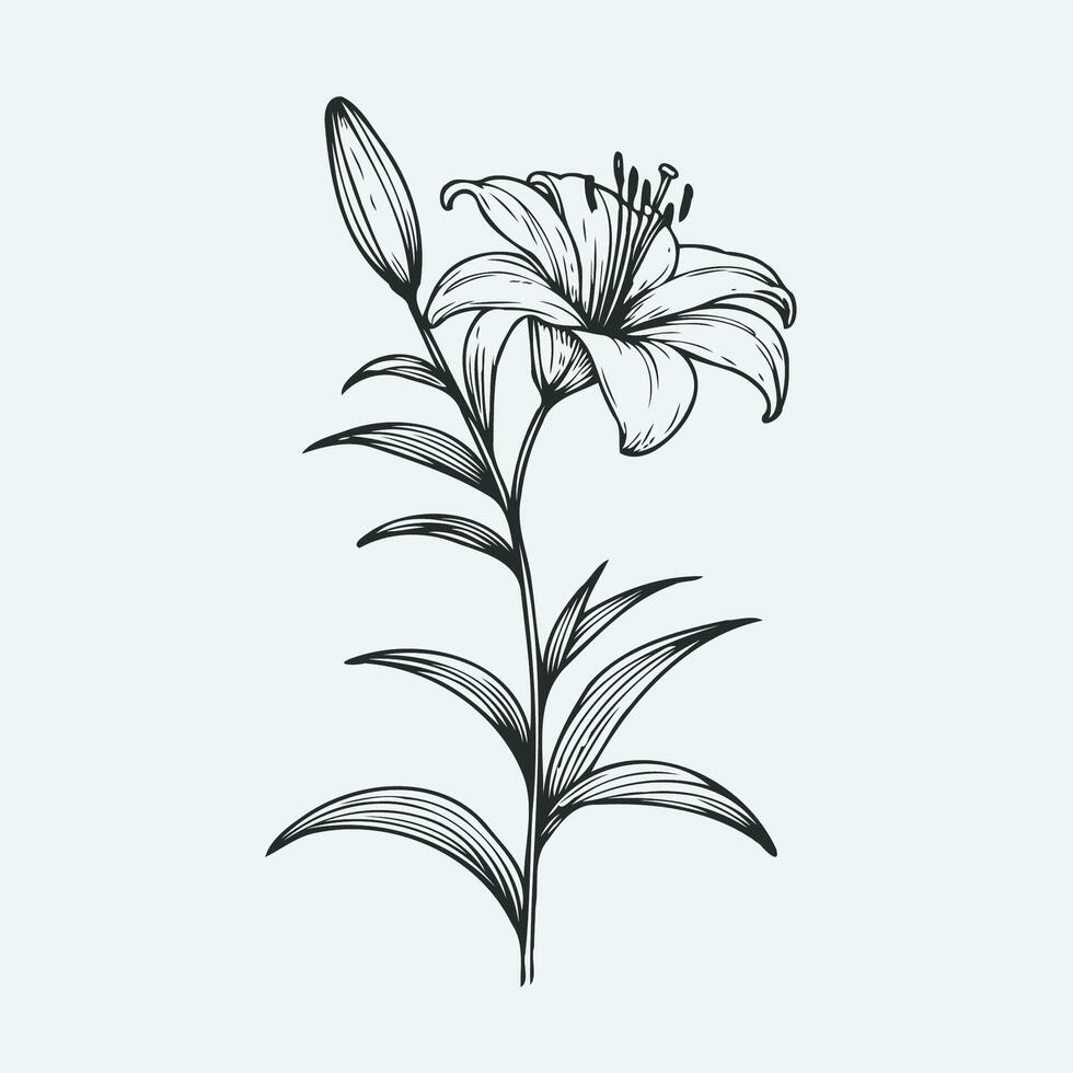 A black and white drawing of a lily vector