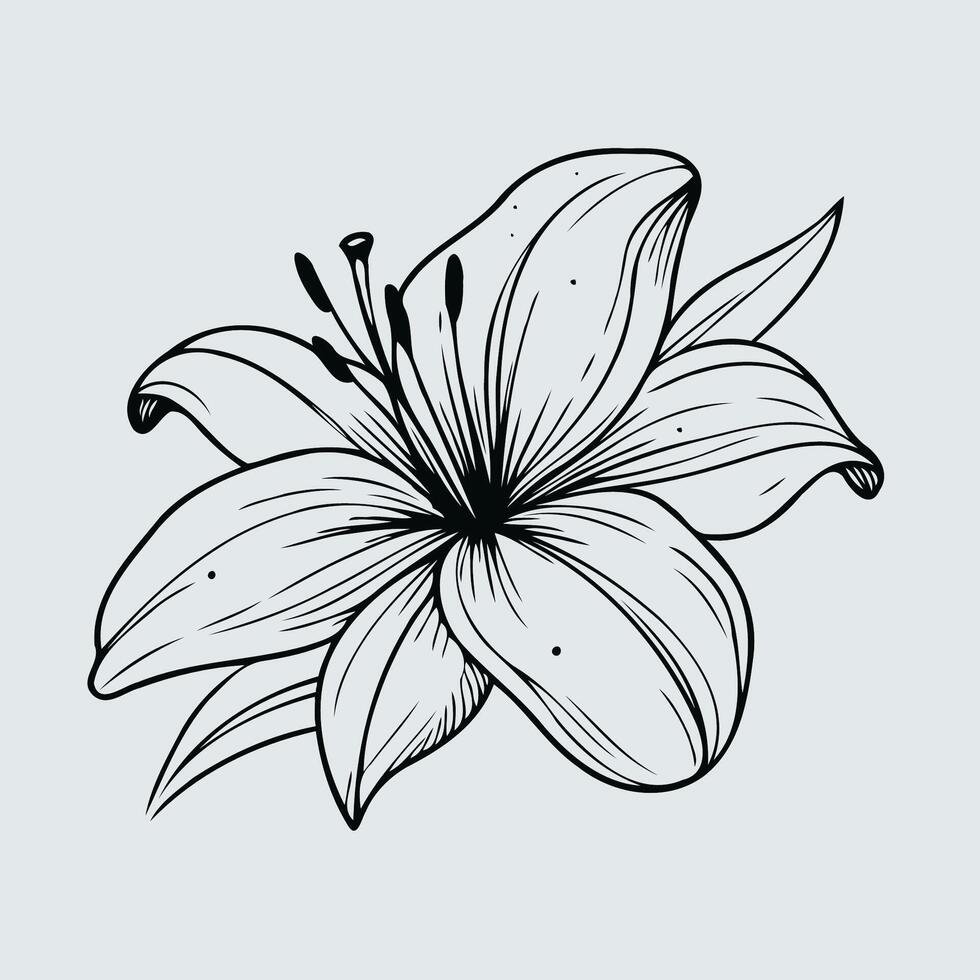 A black and white drawing of a lily flower vector