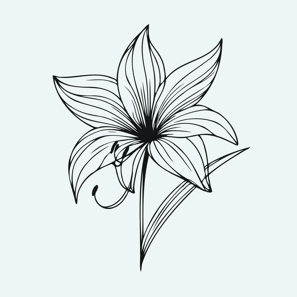 A black and white drawing of a lily vector