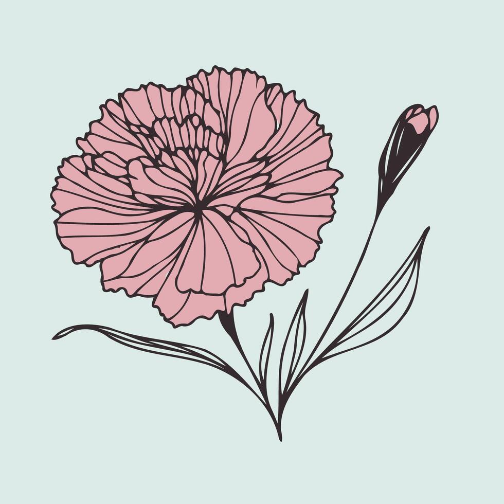 A pink carnation flower on a blue background vector