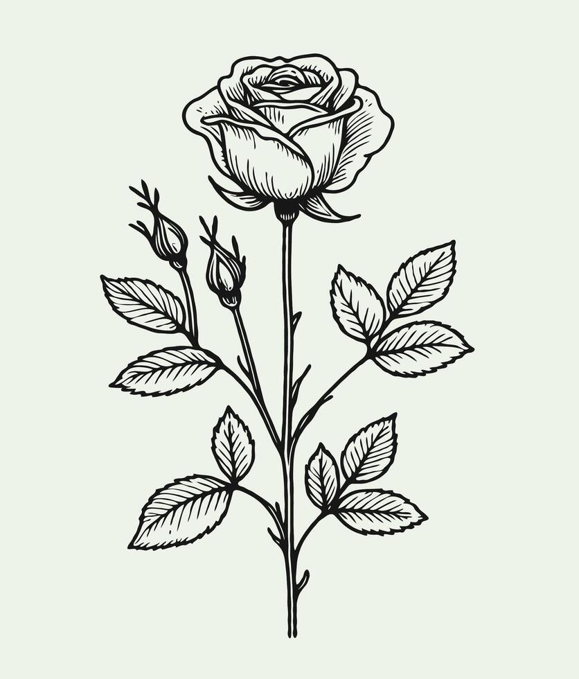 A black and white drawing of a rose vector