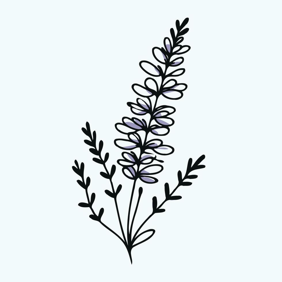 Lavender flower, hand drawn, illustration vector