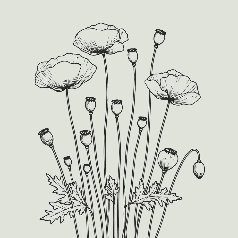 Poppy flowers in a sketch style vector