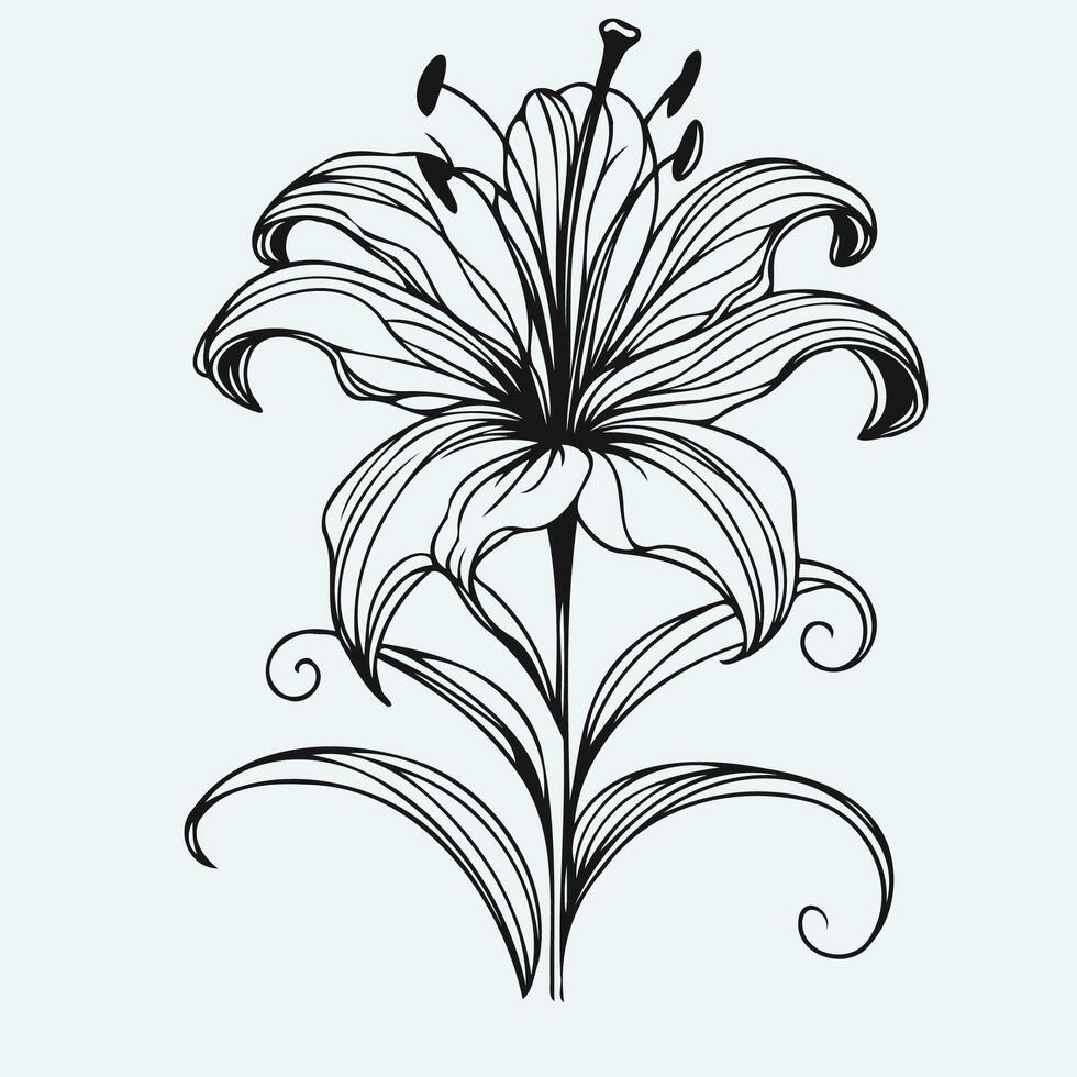 A black and white drawing of a lily vector