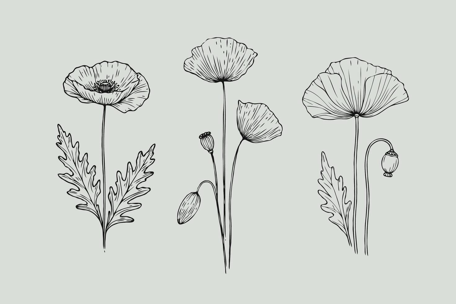 Poppy flowers hand drawn sketch set vector