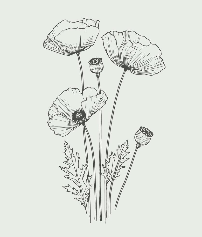 Poppy flowers in black and white on a light background vector
