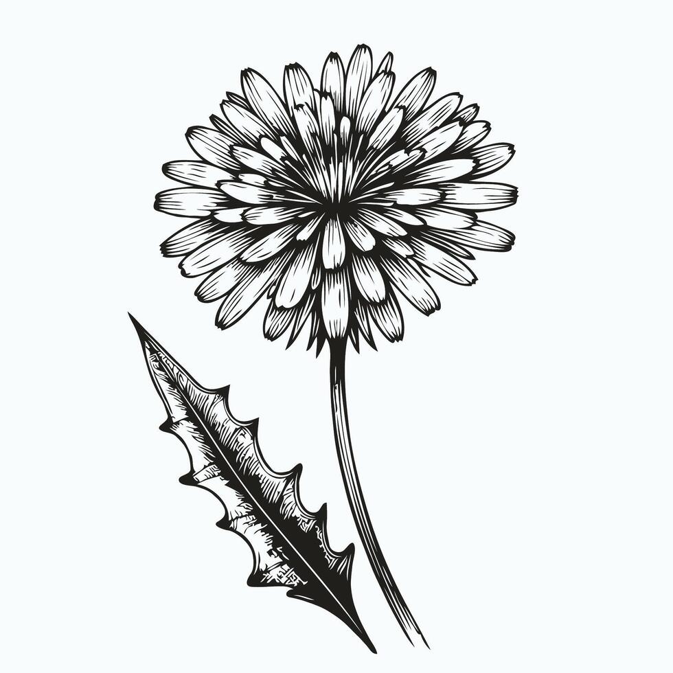 A black and white drawing of a dandelion vector