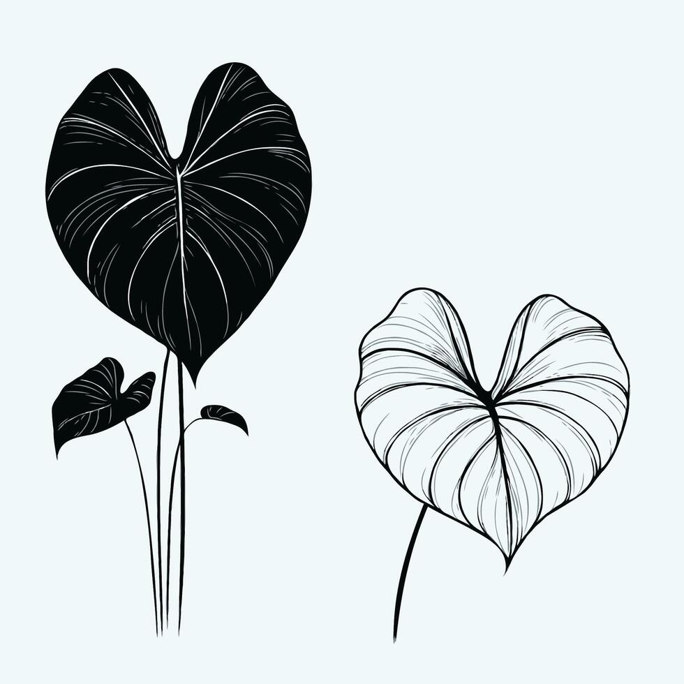 drawing illustration of a leaf and a heart shape vector