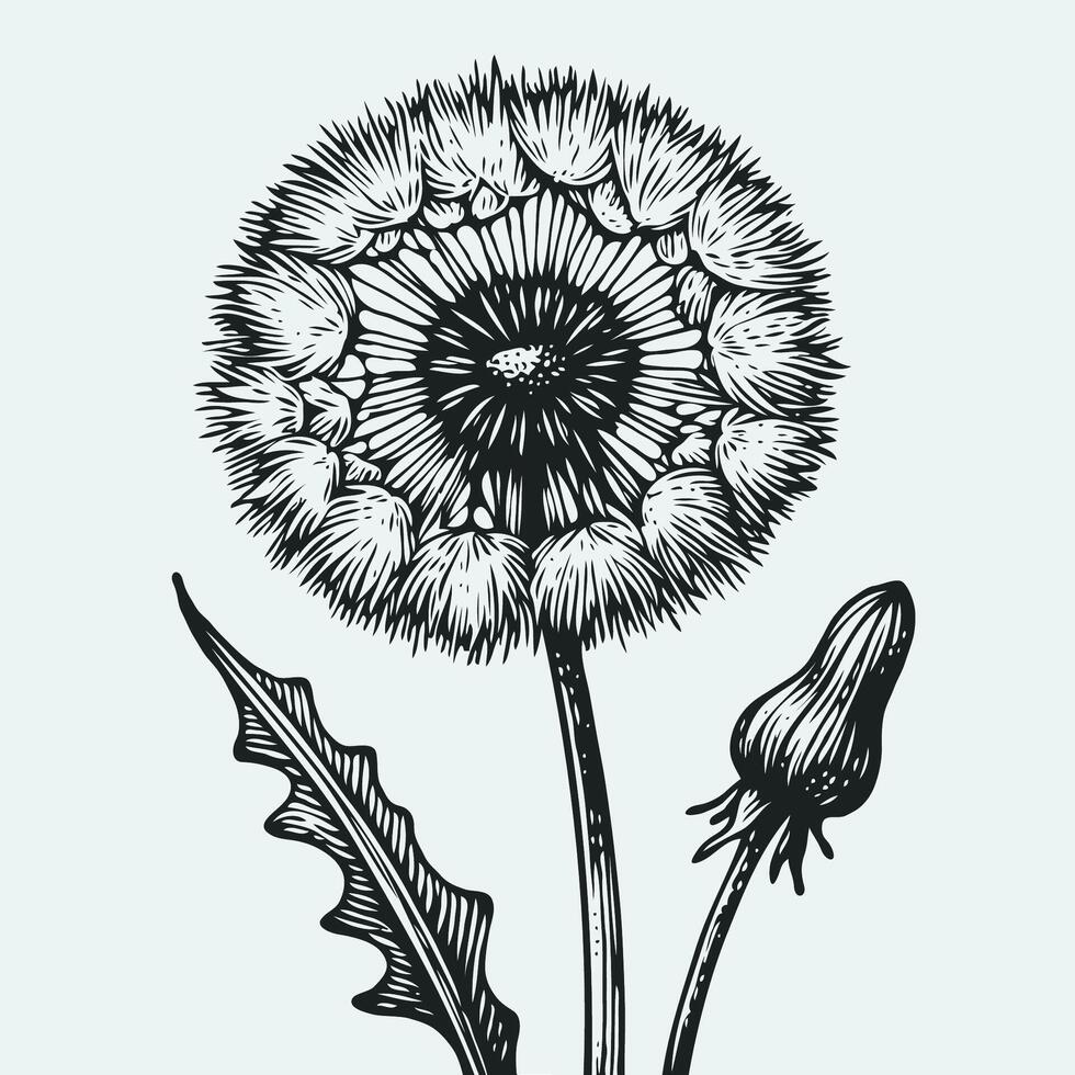 Dandelion flower illustration vector