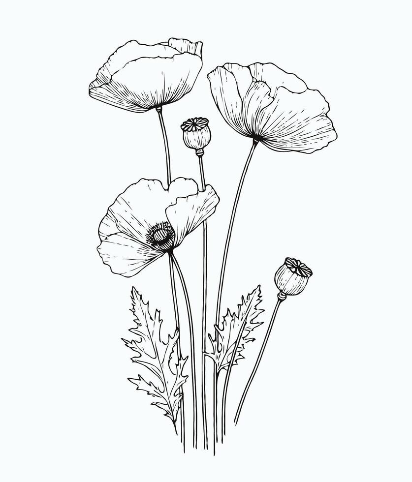 Poppy flowers in black and white illustration vector