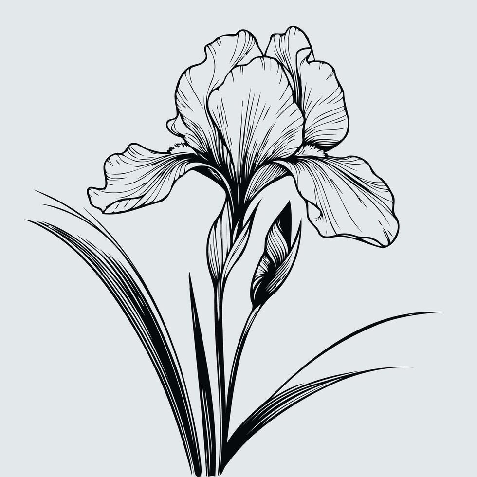 Iris flower sketch illustration vector