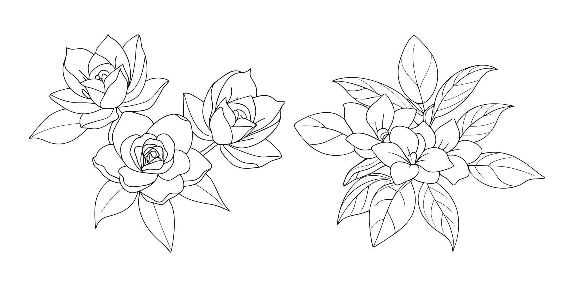 Hand drawn gardenia flower outline coloring book page line art drawing for children and adults vector