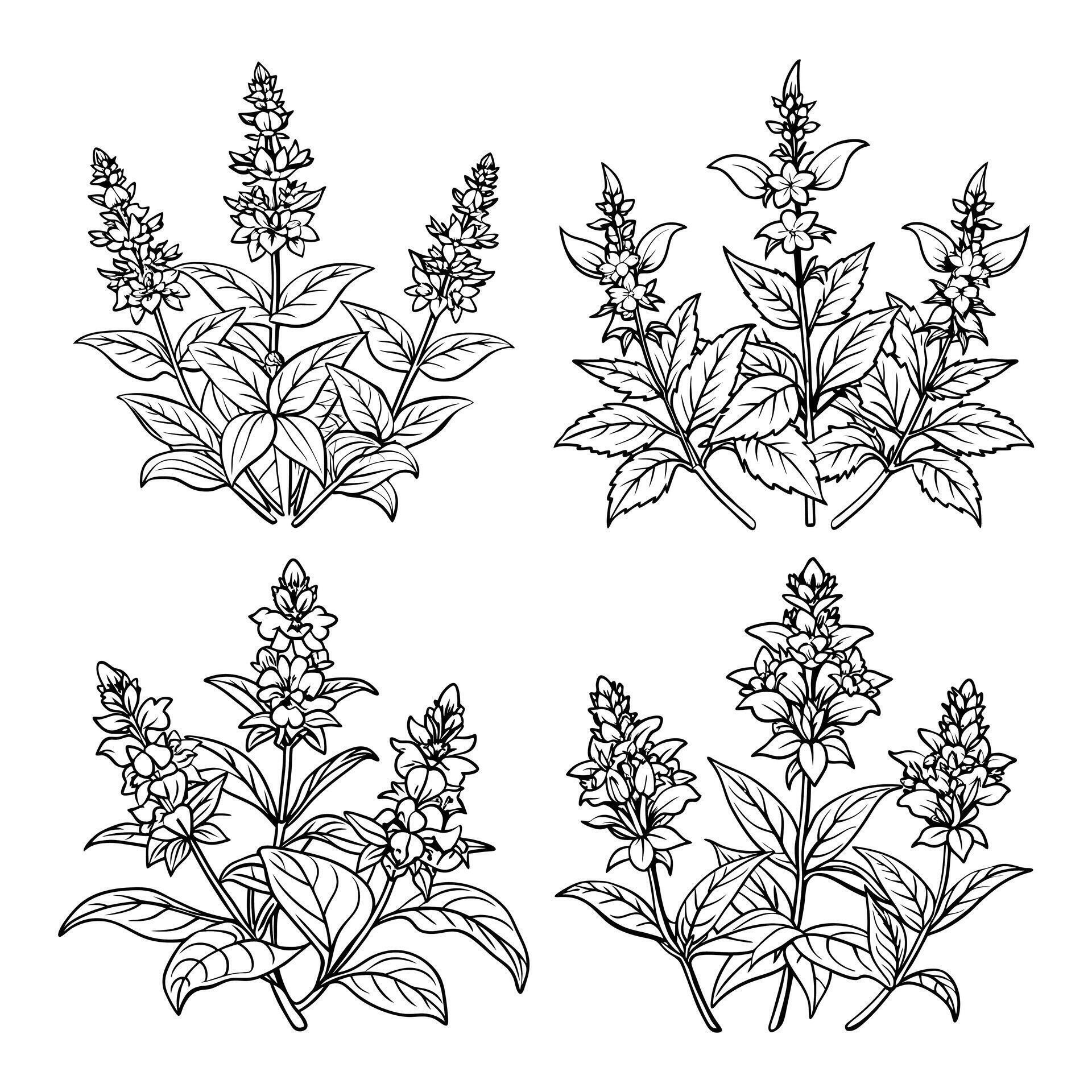 Salvia simple flowers outline coloring book page line art drawing for