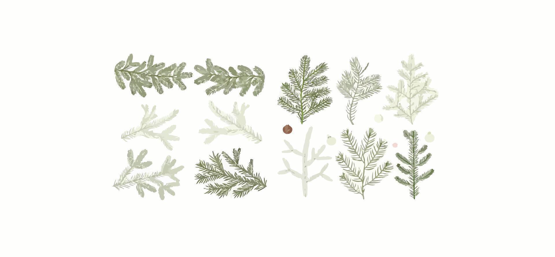 Print Christmas branch spruce and fir, evergreen icon, winter tree, green plant isolated on white background vector