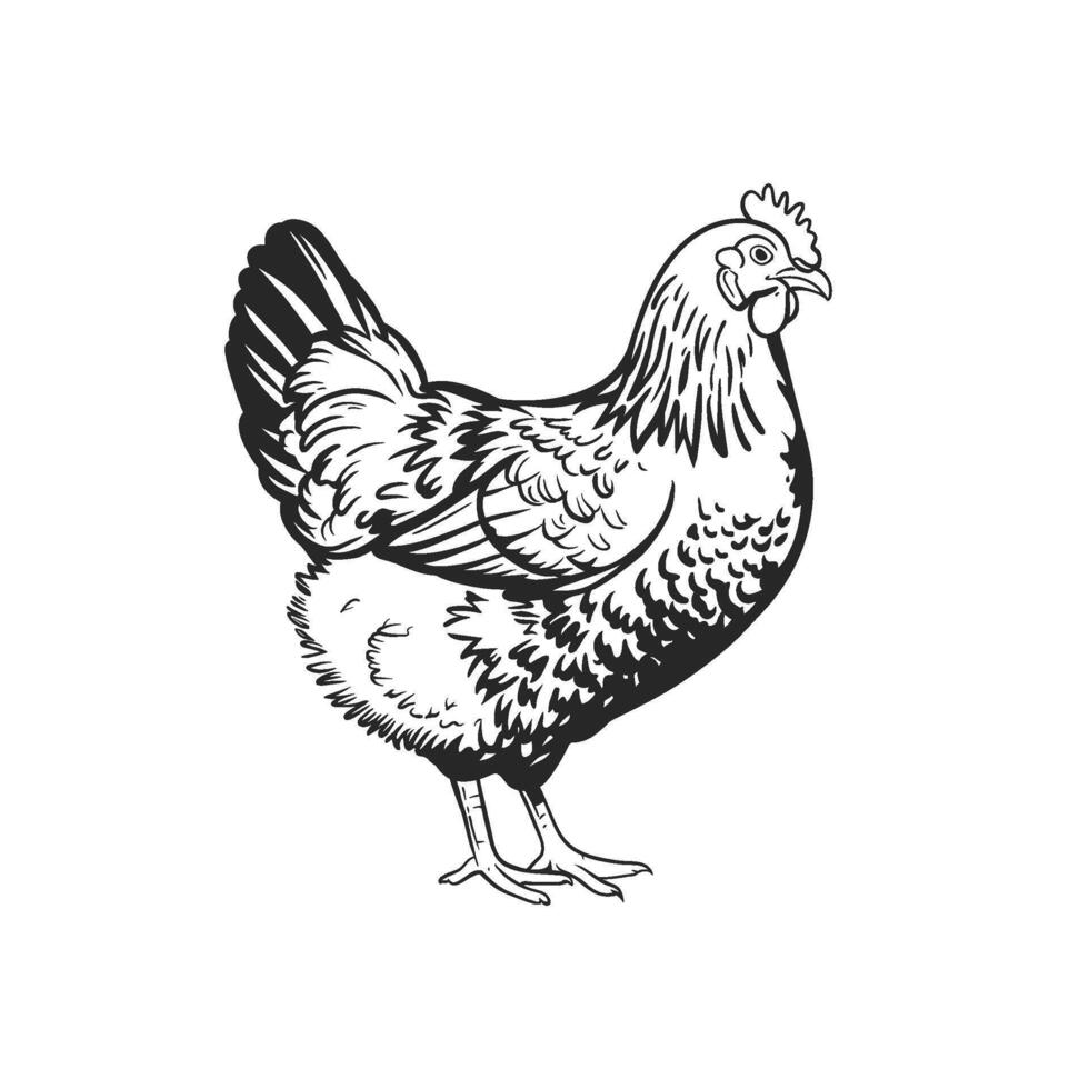Monochrome Chicken Illustration for Agricultural Use vector