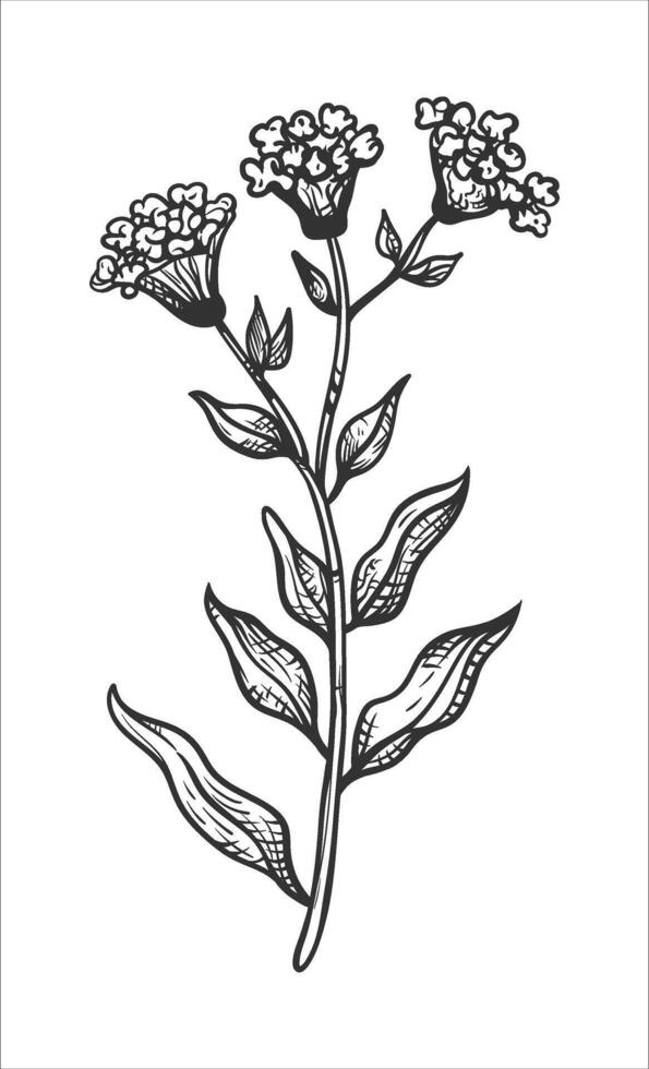 Detailed Botanical Illustration of a Flowering Plant vector