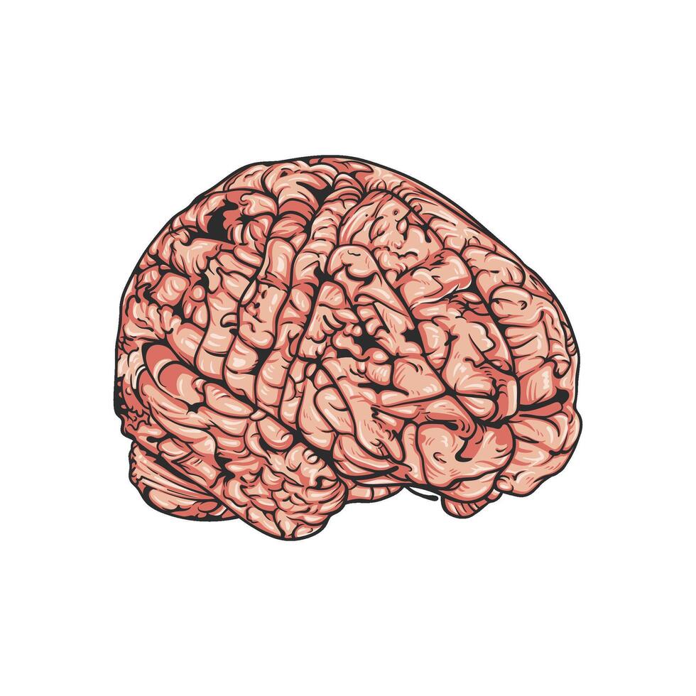 Detailed Hand Drawn Human Brain Illustration vector
